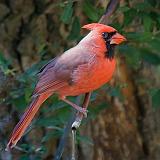 Northern Cardinal_38766